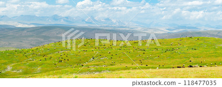 Pastures with a huge number of hoofed animals grazing on the slopes are spread out against the backdrop of majestic mountains.landscape reflects the tranquility of nature and the harmony of wild life 118477035