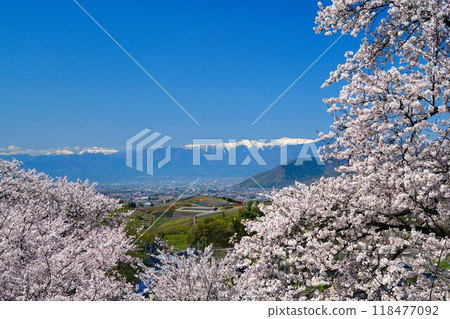 Sakura and Southern Alps 118477092