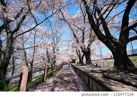 Cherry blossom trees at Katsunuma-budokyo Station 118477126