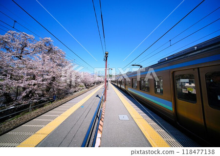 Cherry blossoms and trains 118477138