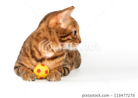 Bengal cat with a small ball on a white studio background. Bengal cat with a small ball on a white studio background. 118477278