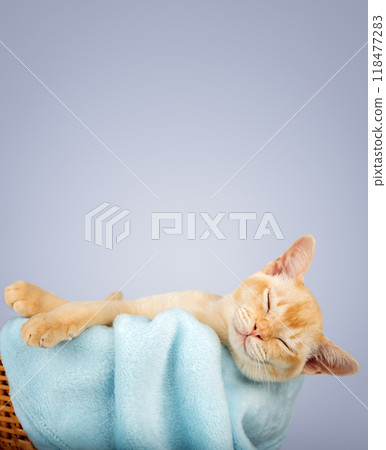 Kitten in a basket with a blue blanket. 118477283