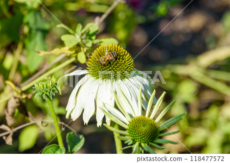 A bee collects nectar on a white Echinacea. 118477572