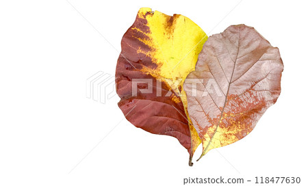 Cut out of teak leaf on a white background with clipping paths. The detailed veins and rich yellow color of the leaves are clearly visible, highlighting their natural texture and unique patterns. Cut out of teak leaf on a white background with clipping paths. The detailed veins and rich yellow color of the leaves are clearly visible, highlighting their natural texture and unique patterns. 118477630