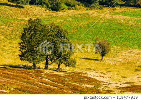 deciduous trees on the grassy slope of krasna ridge. beautiful scenery of ukrainian carpathian mountains in autumn deciduous trees on the grassy slope of krasna ridge. beautiful scenery of ukrainian carpathian mountains in autumn 118477919