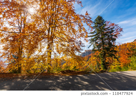 country road in apuseni mountains, romania. autumn scenery on a sunny afternoon. trees in fall colors. blue sky with clouds. countryside weekend country road in apuseni mountains, romania. autumn scenery on a sunny afternoon. trees in fall colors. blue sky with clouds. countryside weekend 118477924