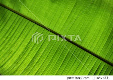 The structure of a palm leaf. Banana tree leaf in thailand garden The structure of a palm leaf. Banana tree leaf in thailand garden 118478110