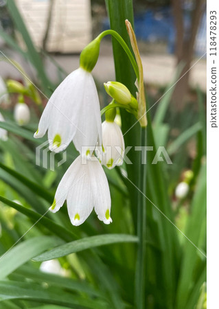 Leucojum vernum - early spring snowflake flowers in the forest. Blurred background, spring concept. Leucojum vernum - early spring snowflake flowers in the forest. Blurred background, spring concept. 118478293