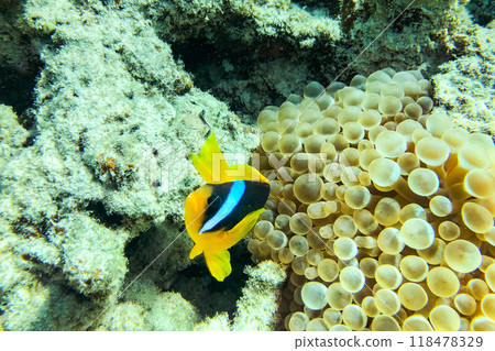 Lovely juvenile Yellowtail clownfish (Amphiprion clarkii) in Beautiful Sea Anemones 118478329