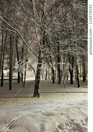 tree branches in the snow in winter, evening park in January 118478341