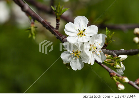 Branches of flowering sand cherry tree covered in white blossoms 118478344
