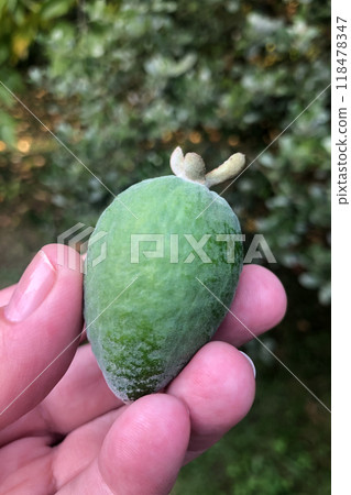 Fresh green feijoa fruit or Acca sellowiana in hand. 118478347