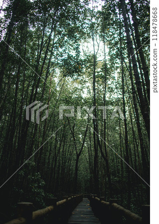 Deep mangrove forest of Mu Ko Chumphon National Park, Thailand 118478668