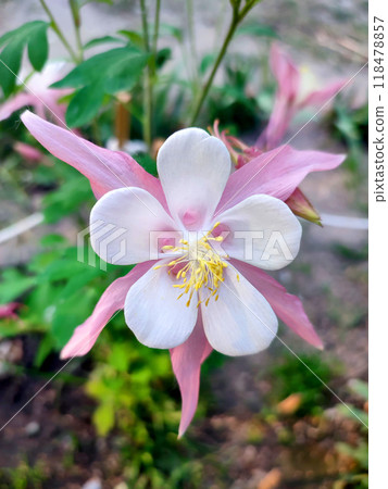 Flower Aquilegia Orliks. Blooming flower with white pink petals, yellow stamens on green stem, drops of dew in summer spring. Flowering plant. Spring summer Background Flower Aquilegia Orliks. Blooming flower with white pink petals, yellow stamens on green stem, drops of dew in summer spring. Flowering plant. Spring summer Background 118478857