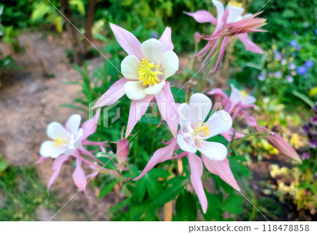 Flower Aquilegia Orliks. Blooming flower with white pink petals, yellow stamens on green stem, drops of dew in summer spring. Flowering plant. Spring summer Background Flower Aquilegia Orliks. Blooming flower with white pink petals, yellow stamens on green stem, drops of dew in summer spring. Flowering plant. Spring summer Background 118478858