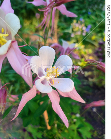 Flower Aquilegia Orliks. Blooming flower with white pink petals, yellow stamens on green stem, drops of dew in summer spring. Flowering plant. Spring summer Background 118478859