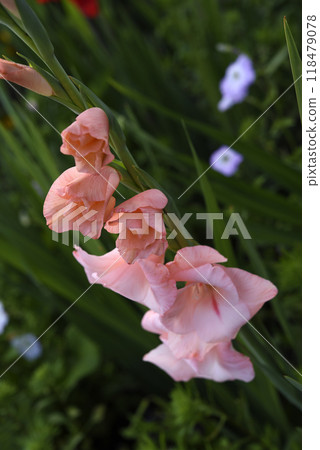 Gladiolus communis. Red gladiolus flowers in the autumn garden. Colorful flowers. Gladiolus communis. Red gladiolus flowers in the autumn garden. Colorful flowers. 118479078