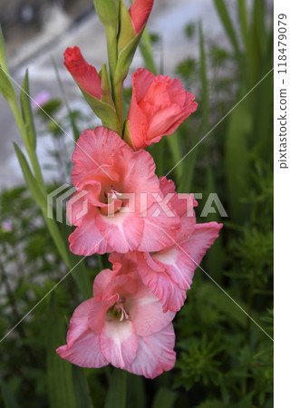 Gladiolus communis. Red gladiolus flowers in the autumn garden. Colorful flowers. Gladiolus communis. Red gladiolus flowers in the autumn garden. Colorful flowers. 118479079