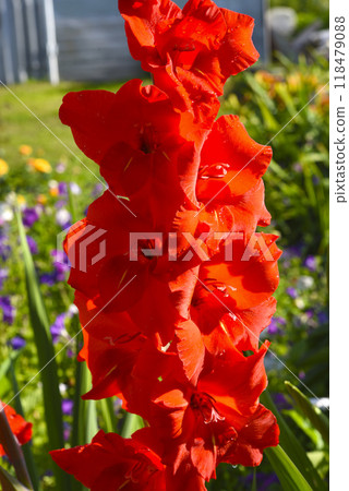 Gladiolus communis. Red gladiolus flowers in the autumn garden. Colorful flowers. Gladiolus communis. Red gladiolus flowers in the autumn garden. Colorful flowers. 118479088