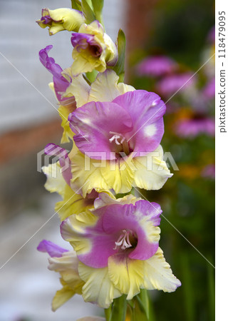 Gladiolus communis. Yellow gladiolus flowers in the autumn garden. Colorful flowers. 118479095