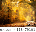 Recommended background frames for blog thumbnails (puppies) 118479101