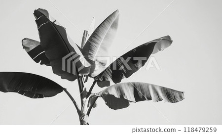 Elegant black leaves contrasting with a minimalist light background in a chic indoor space 118479259