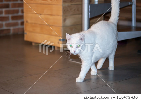 A white cat with green eyes walks gracefully on tiled floor 118479436