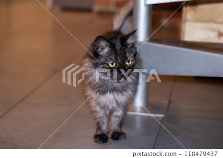 A black cat with striking yellow eyes standing next to a staircase 118479437