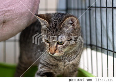 A small cat is sitting quietly in its cage and looking at the camera A small cat is sitting quietly in its cage and looking at the camera 118479440