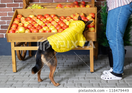 Yellow jacketed dog sniffs natural apples for its carnivorous diet Yellow jacketed dog sniffs natural apples for its carnivorous diet 118479449