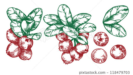 Cranberry leaves and berries set. Sketch style illustration Cranberry leaves and berries set. Sketch style illustration 118479703