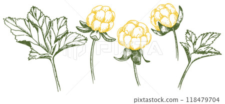set of cloudberry leaves and berries. Sketch style illustration 118479704