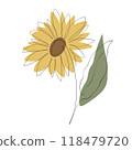 Sunflower 118479720