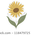 Sunflower 118479725