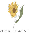 Sunflower 118479726