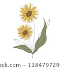 Sunflower 118479729