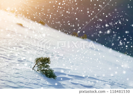 Small pine tree on snow covered hill in winter mountains 118481530