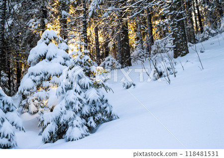 Snow covered little pine tree in winter forest 118481531