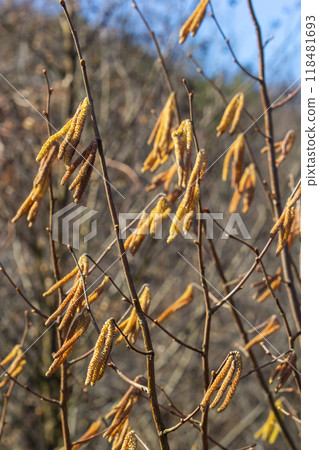 First signs of spring. Hazel, European filbert Corylus avellana opened flower buds and catkins on the eve of spring First signs of spring. Hazel, European filbert Corylus avellana opened flower buds and catkins on the eve of spring 118481693