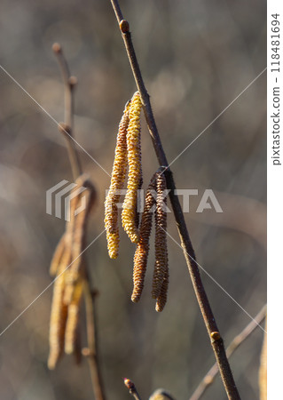 First signs of spring. Hazel, European filbert Corylus avellana opened flower buds and catkins on the eve of spring First signs of spring. Hazel, European filbert Corylus avellana opened flower buds and catkins on the eve of spring 118481694