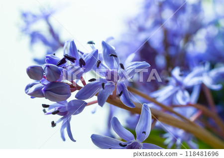 Beautiful blue flowers snowdrops Scilla bifolia alpine squill, two-leaf squill on a white background with space for text. Spring decoration Beautiful blue flowers snowdrops Scilla bifolia alpine squill, two-leaf squill on a white background with space for text. Spring decoration 118481696