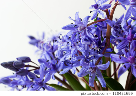 Beautiful blue flowers snowdrops Scilla bifolia alpine squill, two-leaf squill on a white background with space for text. Spring decoration Beautiful blue flowers snowdrops Scilla bifolia alpine squill, two-leaf squill on a white background with space for text. Spring decoration 118481699