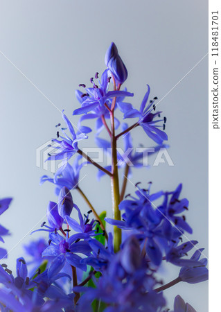 Beautiful blue flowers snowdrops Scilla bifolia alpine squill, two-leaf squill on a white background with space for text. Spring decoration Beautiful blue flowers snowdrops Scilla bifolia alpine squill, two-leaf squill on a white background with space for text. Spring decoration 118481701