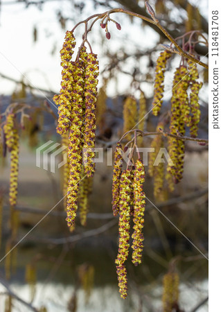 Small branch of black alder Alnus glutinosa with male catkins and female red flowers. Blooming alder in spring beautiful natural background with clear earrings and blurred background Small branch of black alder Alnus glutinosa with male catkins and female red flowers. Blooming alder in spring beautiful natural background with clear earrings and blurred background 118481708