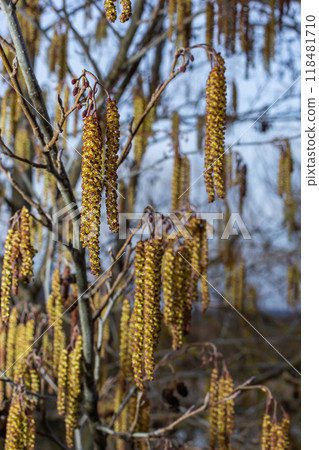 Small branch of black alder Alnus glutinosa with male catkins and female red flowers. Blooming alder in spring beautiful natural background with clear earrings and blurred background 118481710