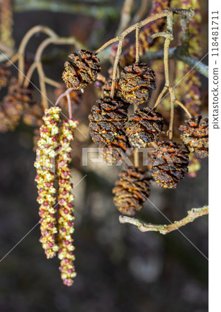 Small branch of black alder Alnus glutinosa with male catkins and female red flowers. Blooming alder in spring beautiful natural background with clear earrings and blurred background 118481711