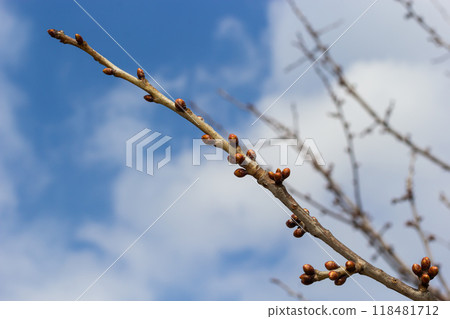 budding buds on a tree branch in early spring macro. Early spring, a twig on a blurred background. The first spring greens 118481712