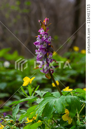 Corydalis. Corydalis solida. Violet flower forest blooming in spring. The first spring flower, purple. Wild corydalis in nature 118481715