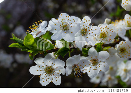 Selective focus of beautiful branches of plum blossoms on the tree under blue sky, Beautiful Sakura flowers during spring season in the park, Floral pattern texture, Nature background 118481719