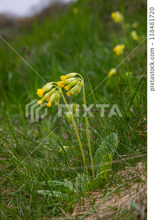 Yellow Primula veris cowslip, common cowslip, cowslip primrose on soft green background.Selective focus 118481720